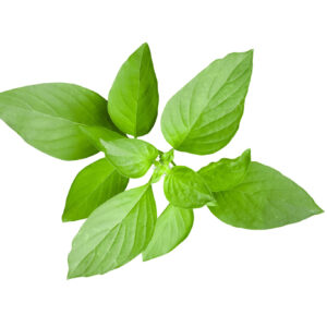 Basilic Citron