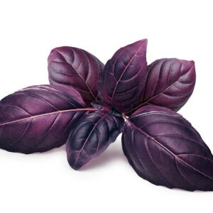 Basilic Pourpre