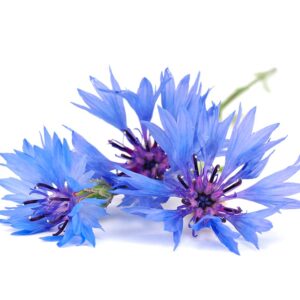 Bleuet