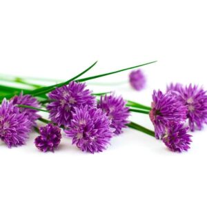 Fleurs de ciboulette