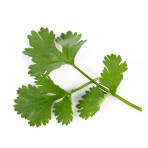 Coriandre