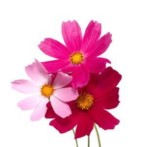 Cosmos