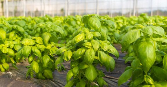 Domaine-des-herbiers-Basilic