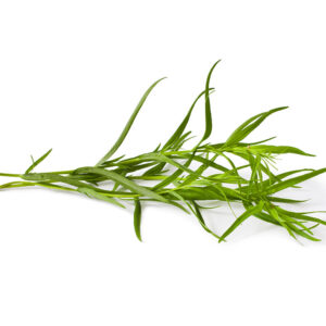 Estragon