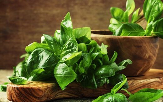 La feuille de basilic, l’herbe aromatique qui s’invite dans vos assiettes