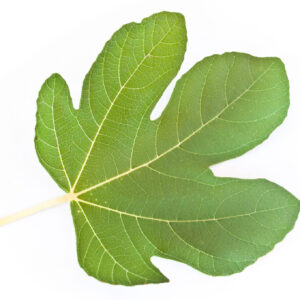 Feuille de figuier