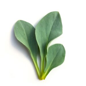 Feuille d’huître