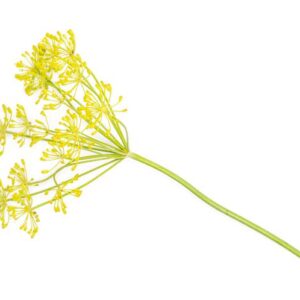 Fleur d’Aneth