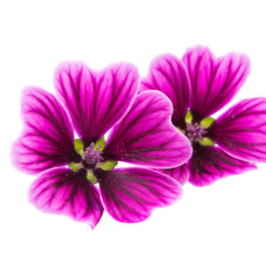 Fleur de mauve