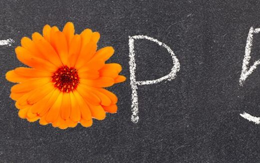 Top 5 des fleurs comestibles de saison du Domaine des Herbiers