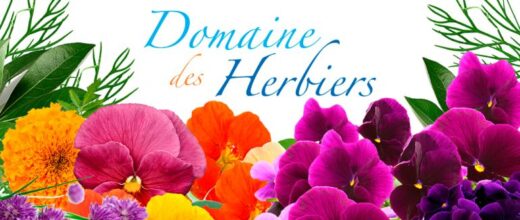 Les&#x20;fleurs&#x20;comestibles&#x20;du&#x20;Domaine&#x20;des&#x20;Herbiers