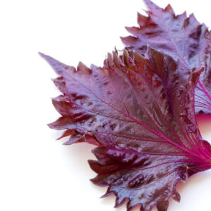 Shiso rouge