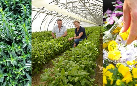 De la fraîcheur dans nos assiettes avec les herbes aromatiques