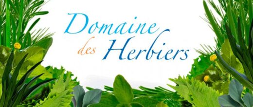 Des&#x20;herbes&#x20;aromatiques&#x20;fra&#x00EE;ches&#x20;originales&#x20;et&#x20;incontournables&#x20;&#x21;