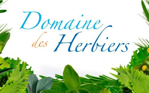 Des herbes aromatiques fraîches originales et incontournables !