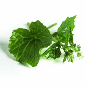Wasabi