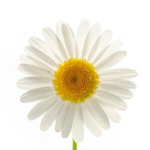 Marguerite