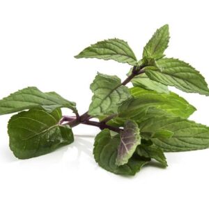 Menthe Chocolat