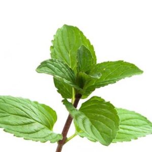 Menthe Poivrée
