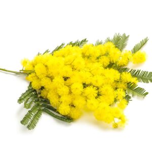 Mimosa