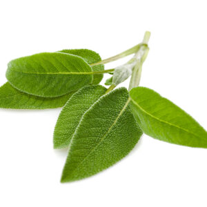 Sauge Officinale