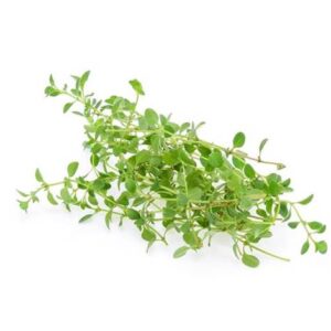 Thym citron