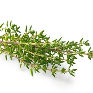 Thym serpolet