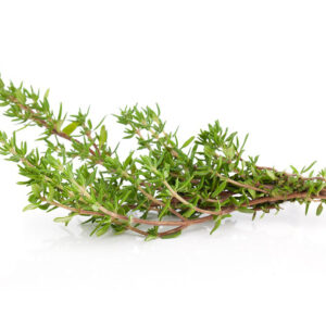 Thym vert maraîcher