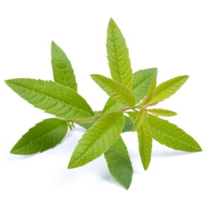 Verveine Citronnelle