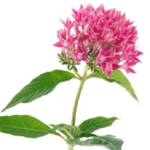 Pentas 