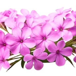 Phlox