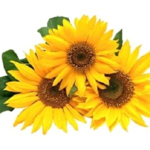 Tournesol