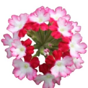Fleur de Verveine