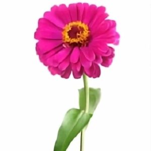 Zinnia